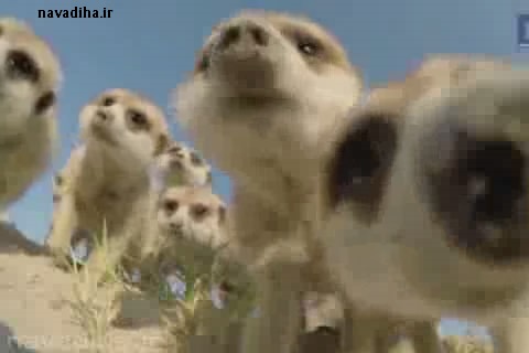 barkhord-heyvanat-flv-snapshot-00-16-[2015-07-14-11-24-04].jpg