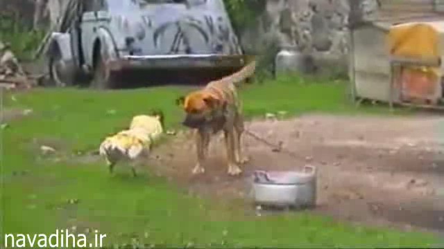 navadiha-ir-flv-snapshot-00-25-[2015-08-08-12-15-03].jpg