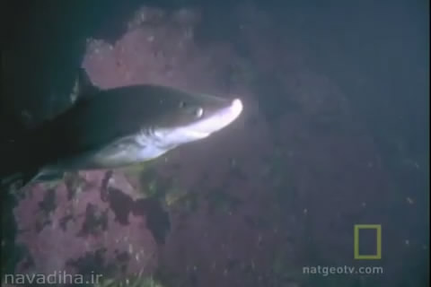 شکار-کوسه-توسط-اختاپوس-flv-snapshot-00-16-[2015-07-22-09-54-23].jpg